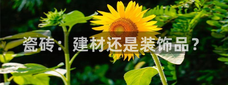 杏鑫平台代理怎么做赚钱